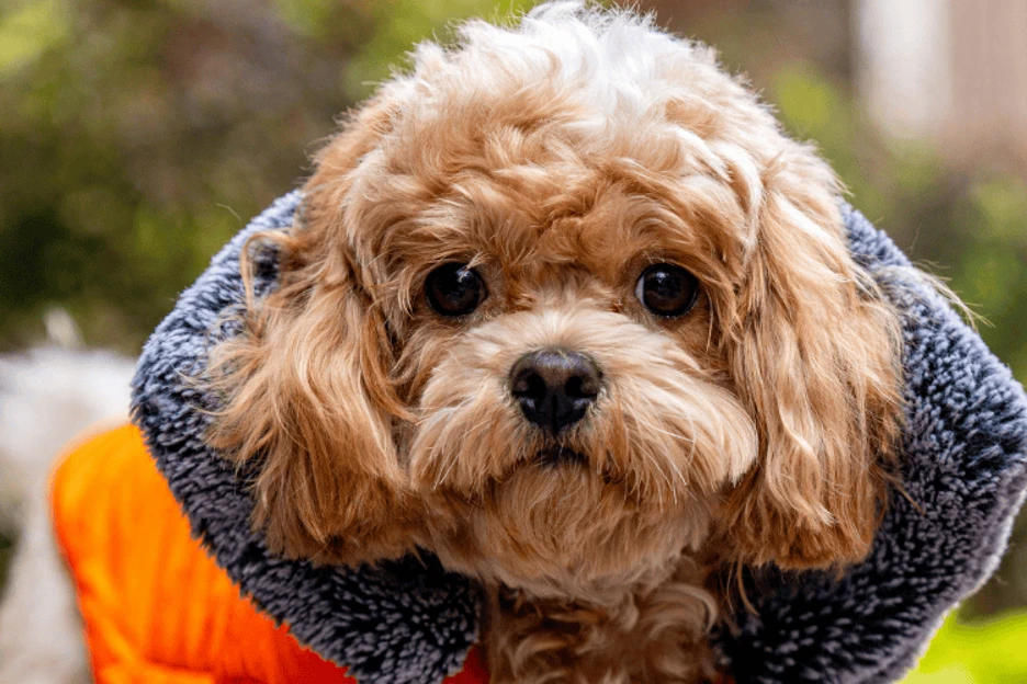 Tips for Living with a Hypoallergenic Dog