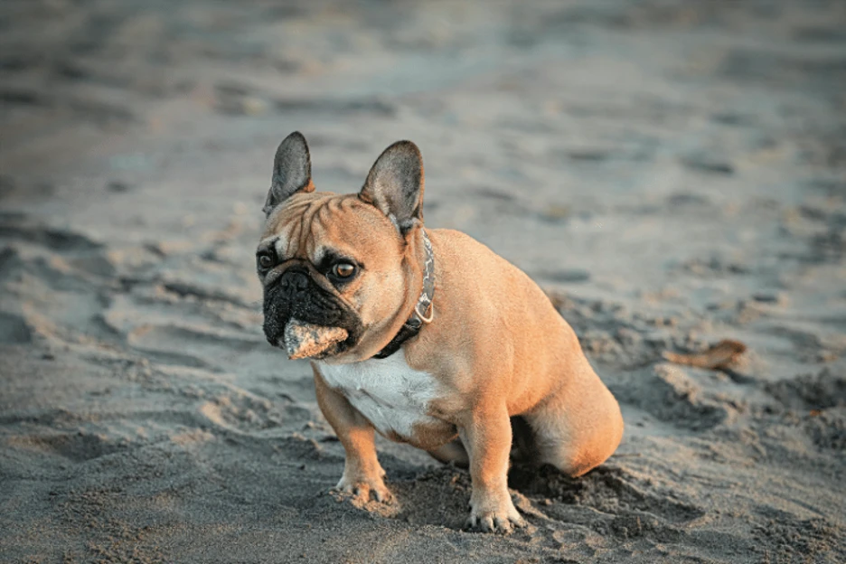 The Most Popular Dog Breeds in the US: 2026 Rankings