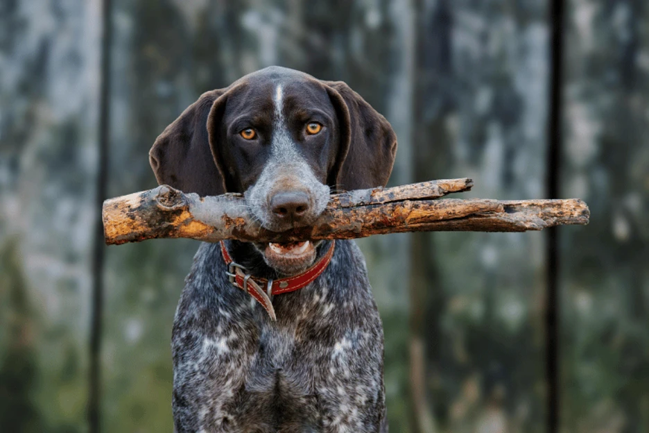 German Shorthaired Pointer
