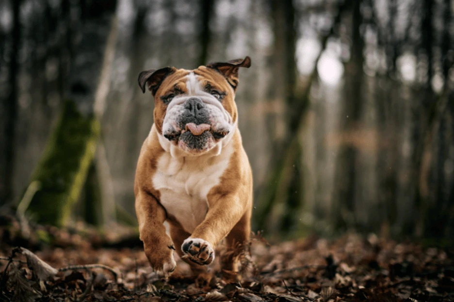 Bulldog