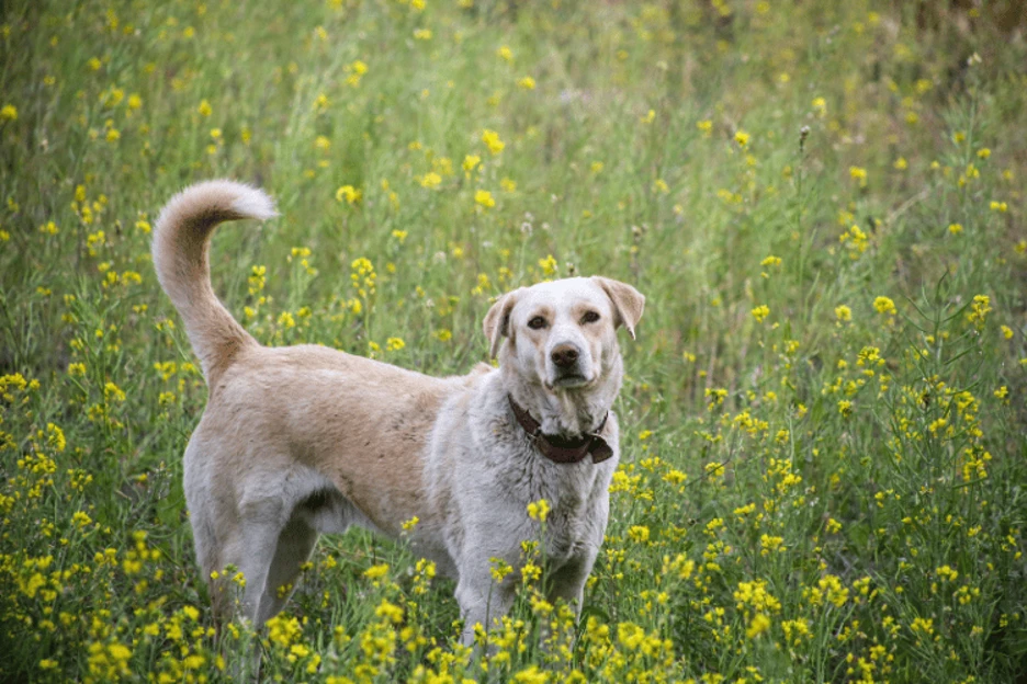 Labrador Retriever