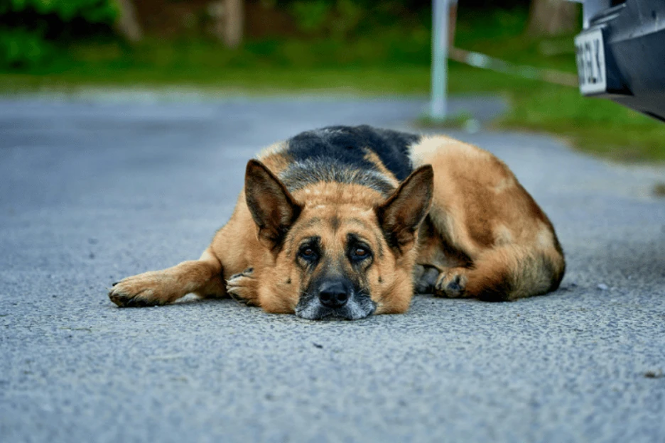 German Shepherd
