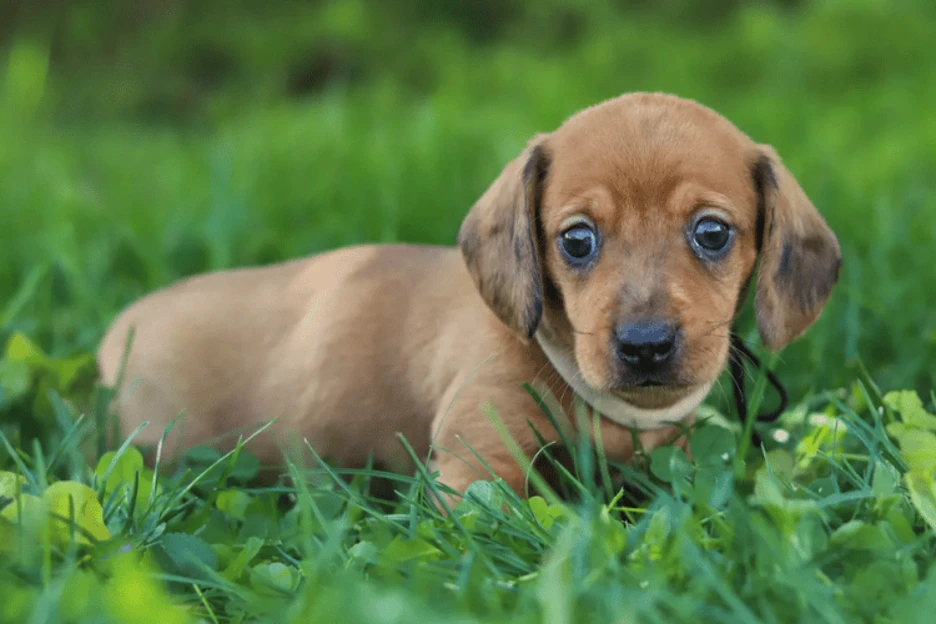 Dachshund