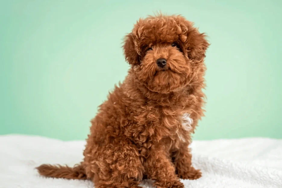Poodle