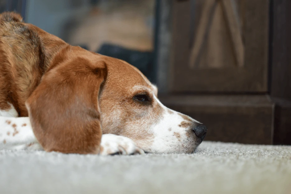 Beagle