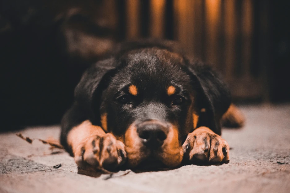 Rottweiler