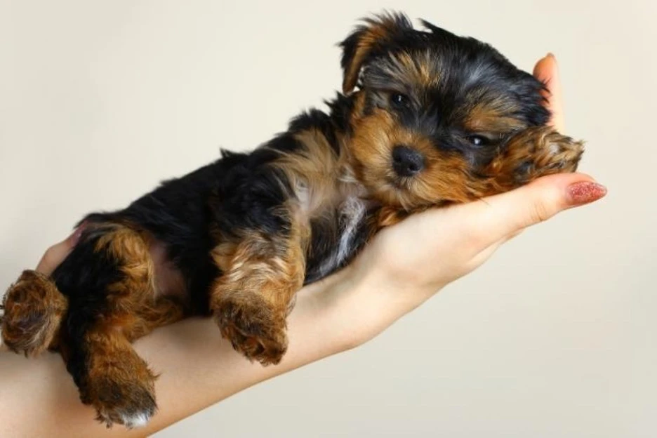 Tips and Tricks for Raising a Puppy: A Complete Guide for New Puppy Owners