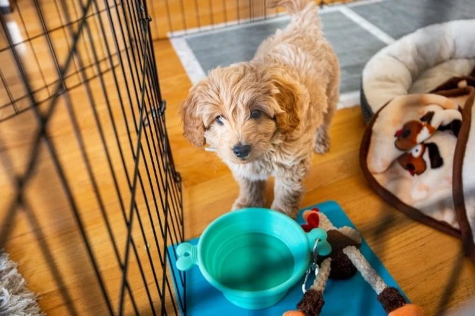 Potty and House Training Basics