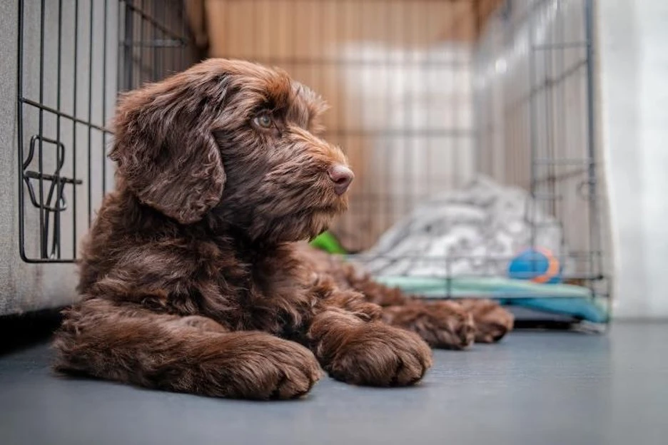 Crate Training Without Stress