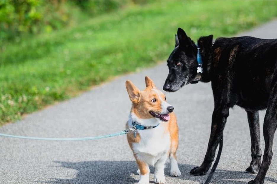 Puppy Socialization Tips That Build Confidence