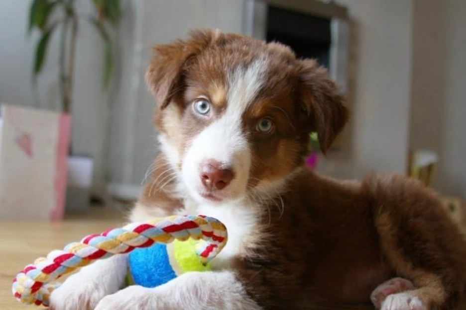 Managing Common Puppy Behaviors