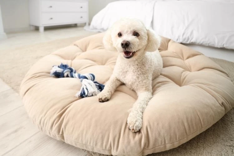 Miniature/Toy Poodle