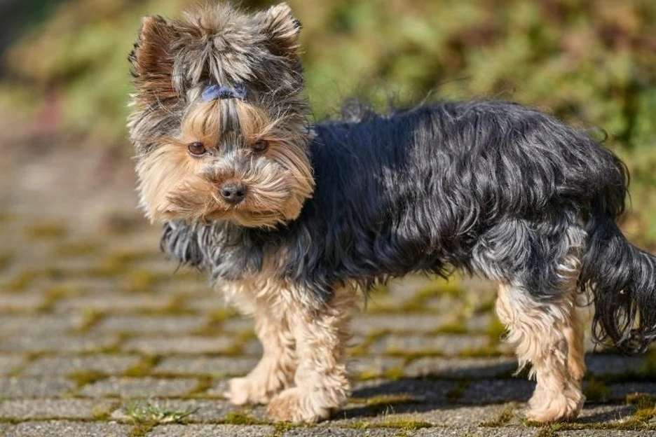 What Are Yorkies? Meet the Yorkshire Terrier Dog Breed