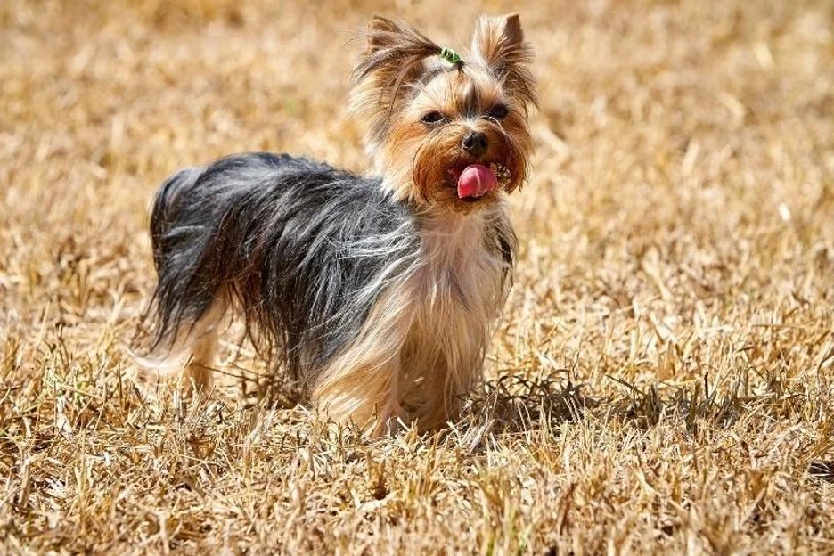 The History of the Yorkshire Terrier Breed Standard