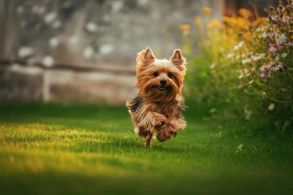 Yorkie Temperament
