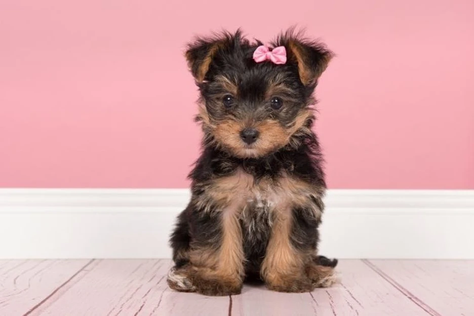 Bringing Home a Yorkie Puppy