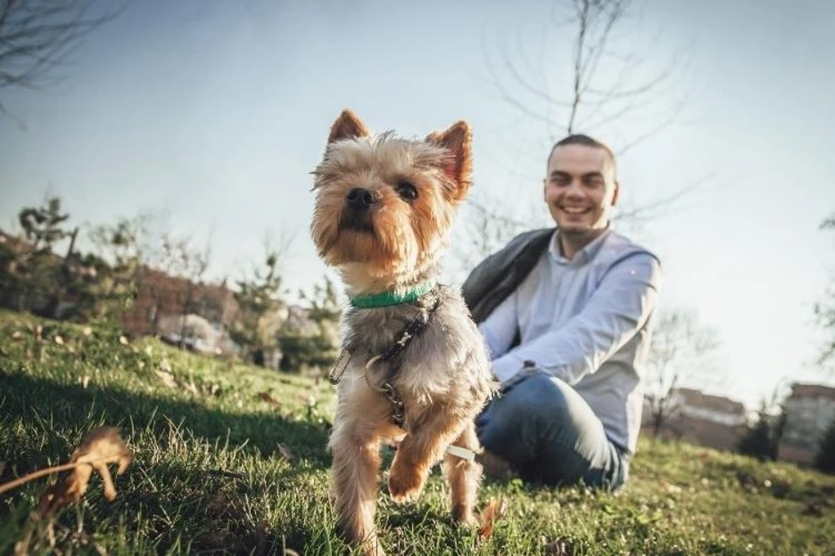 How Much Exercise Do Yorkies Need?