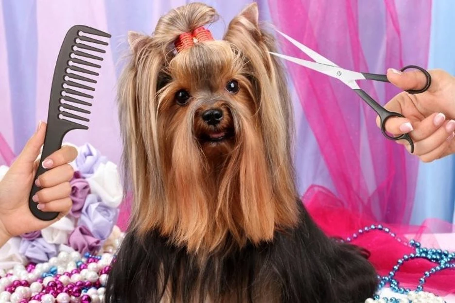 Yorkie Grooming