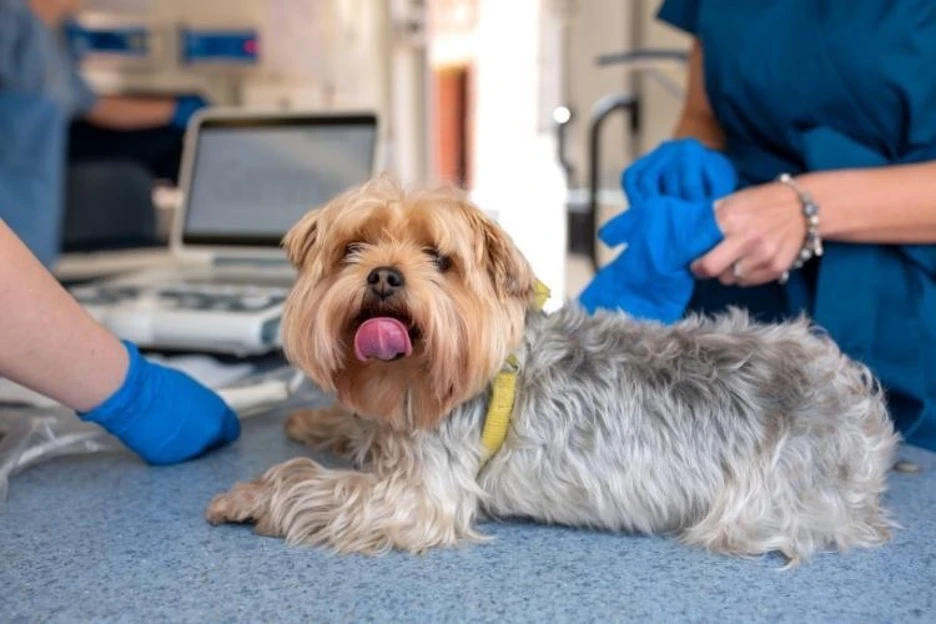 Yorkie Health Conditions and Life Expectancy