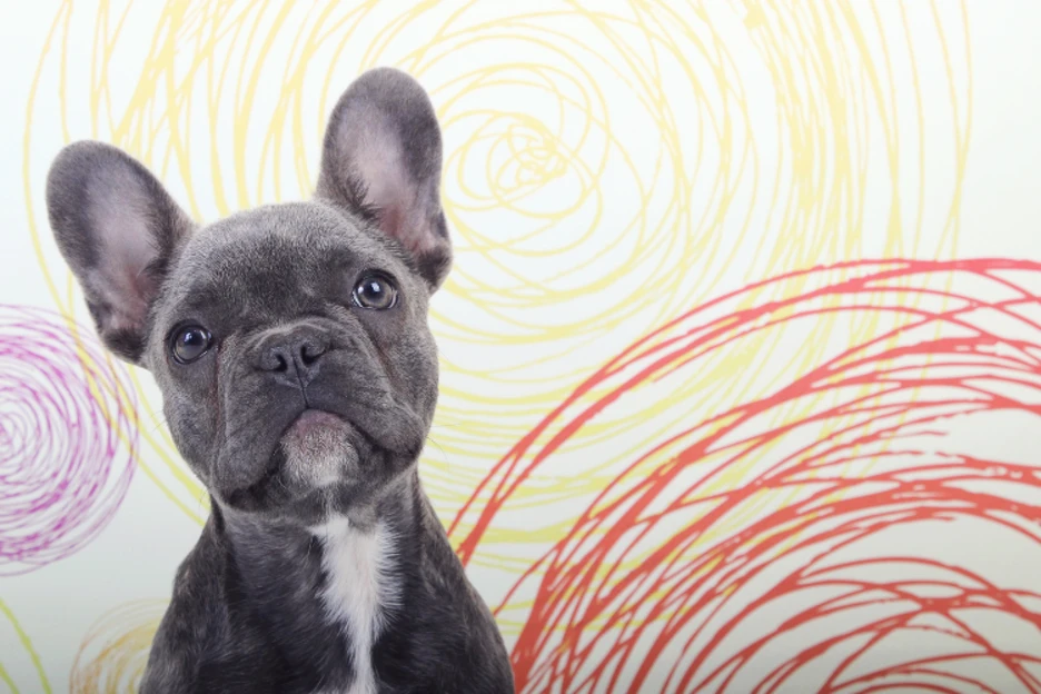 What Is a French Bulldog? Typical Temperament, Health Basics, and Grooming Needs
