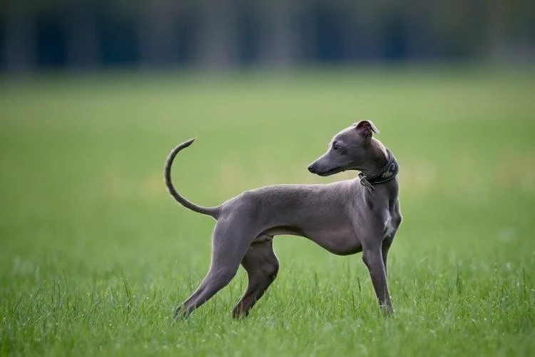 Whippet