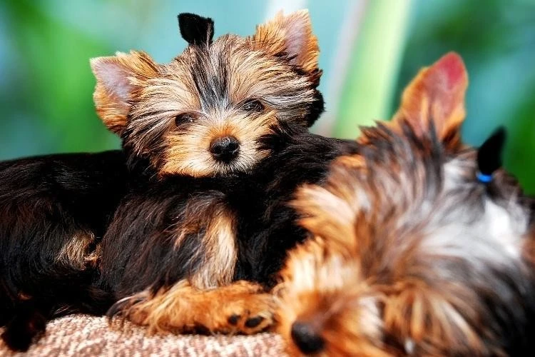 Yorkie Puppies Price: How Much Are Yorkshire Terrier Puppies?