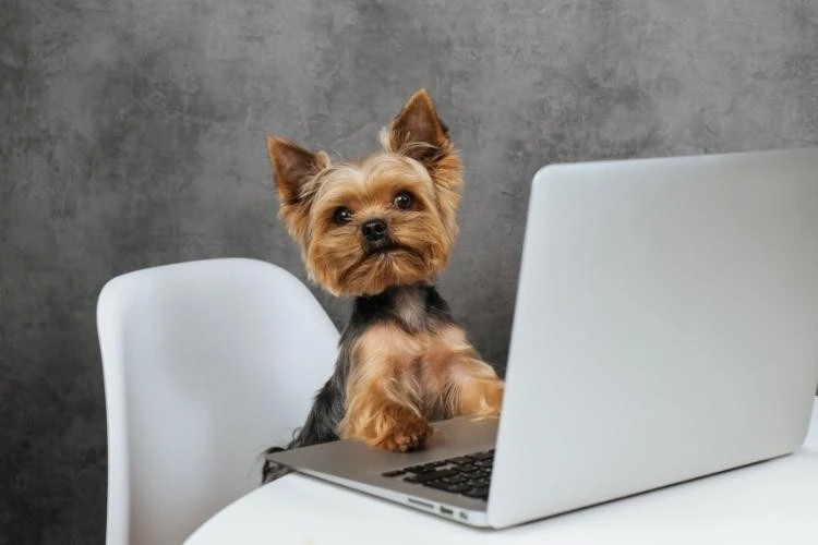 Yorkie Puppies