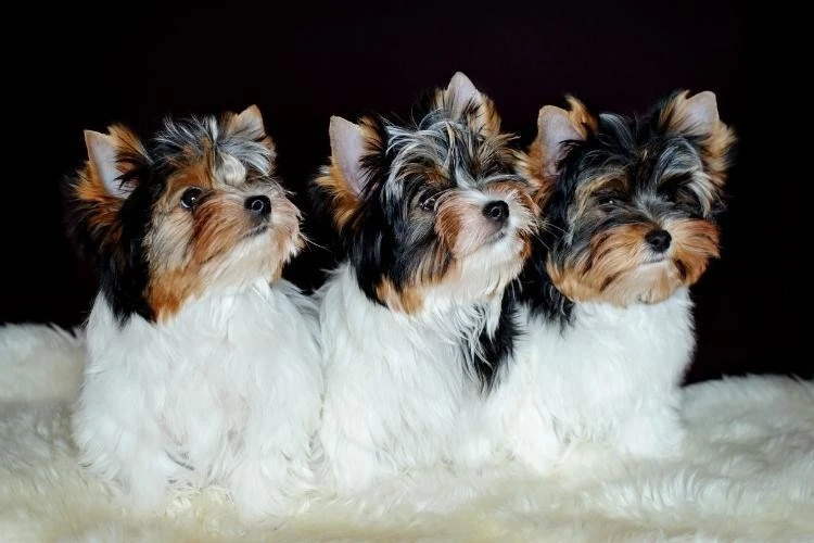 Yorkie Puppies