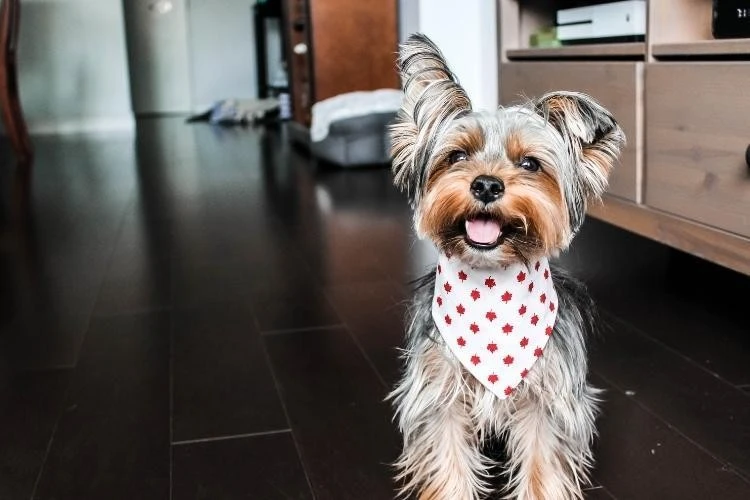 Yorkie Puppies