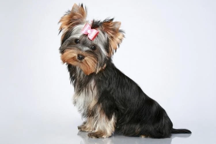Yorkshire Terrier Life Span: How Long Do Yorkies Live & How to Help Them Thrive