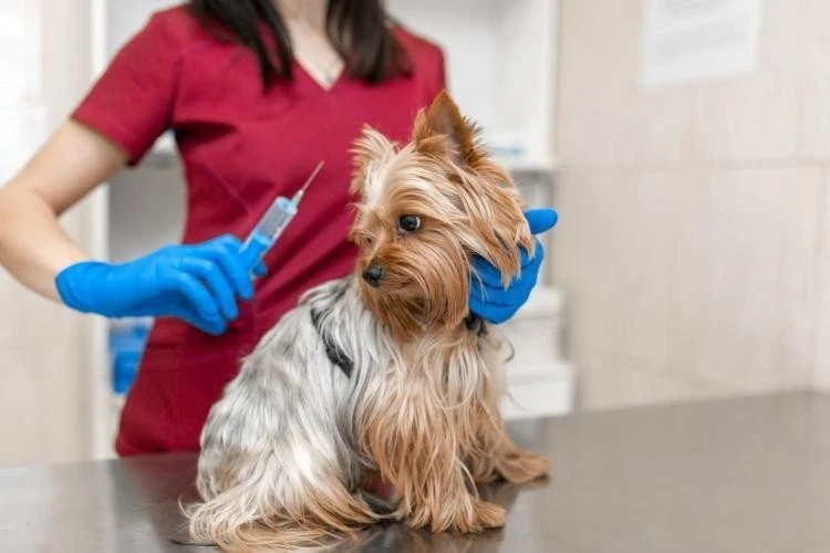 Yorkshire Terrier Health Concerns: What Health Issues Do Yorkies Have?