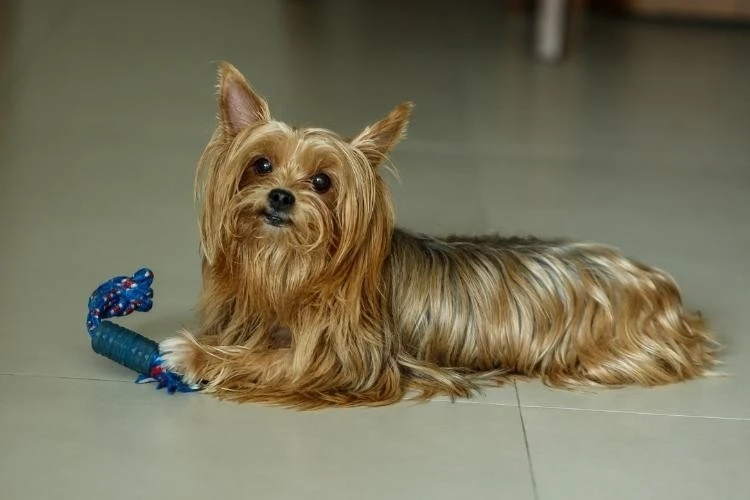 Yorkshire Terrier