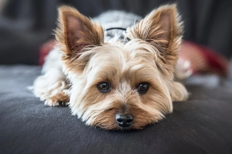 Yorkshire Terrier