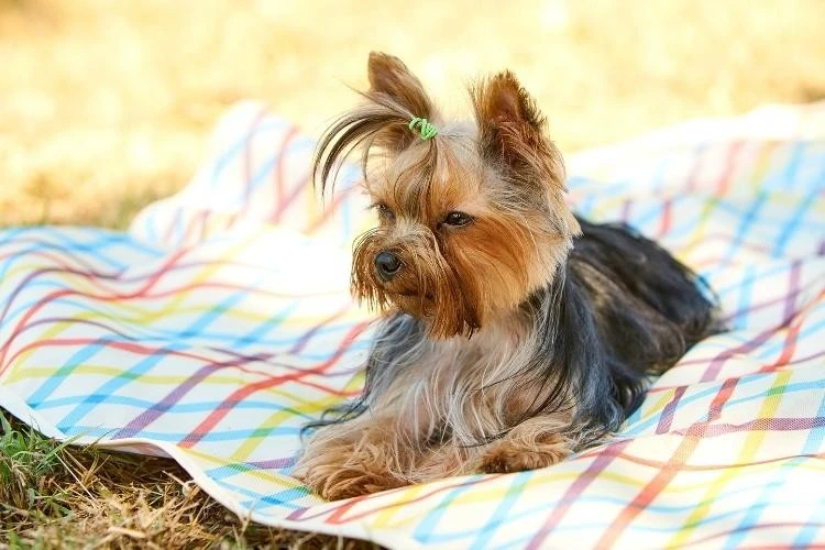 Yorkshire Terrier