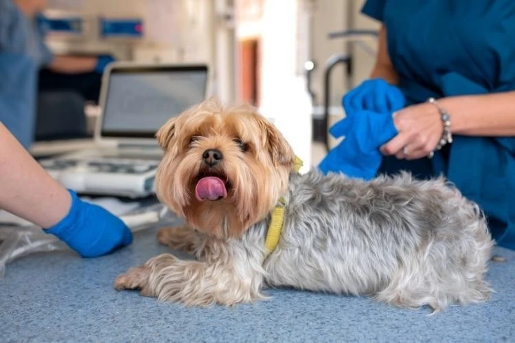Yorkshire Terrier