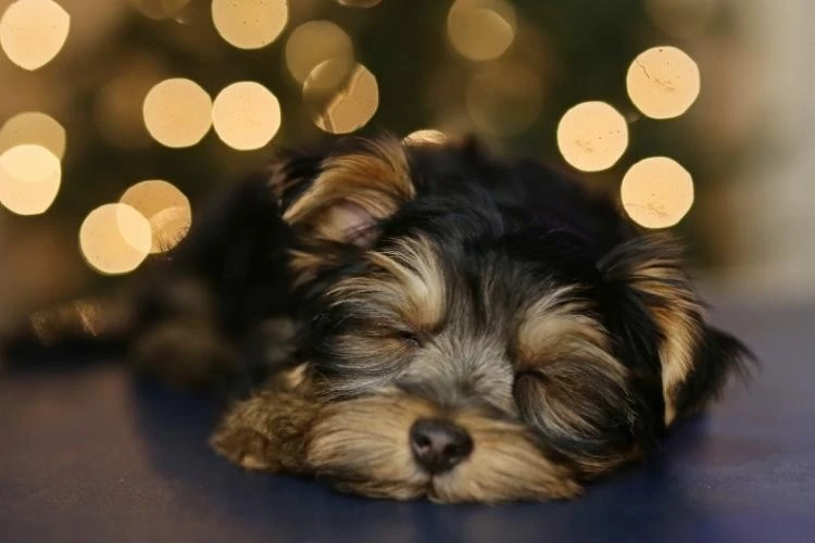 Yorkshire Terrier