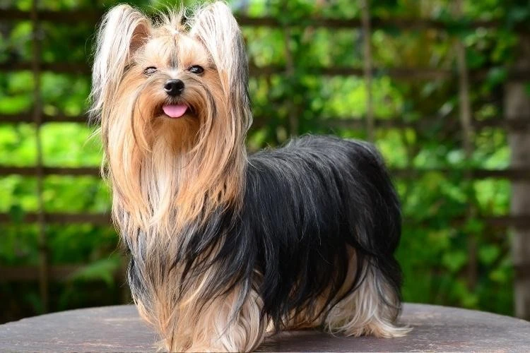 Yorkshire Terrier