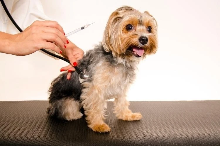 Yorkshire Terrier