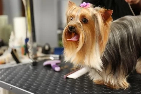 Yorkshire Terrier Grooming: Best Yorkie Haircuts and Coat Care Tips