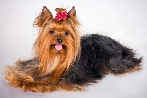 Yorkshire Terrier Grooming Tips for Puppies
