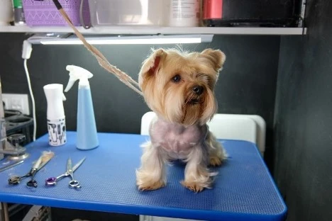 Yorkie Grooming Tools