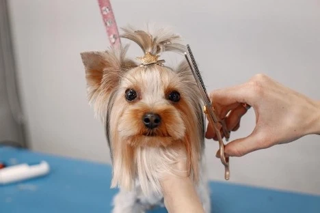 Best Yorkie Haircuts for Different Lifestyles