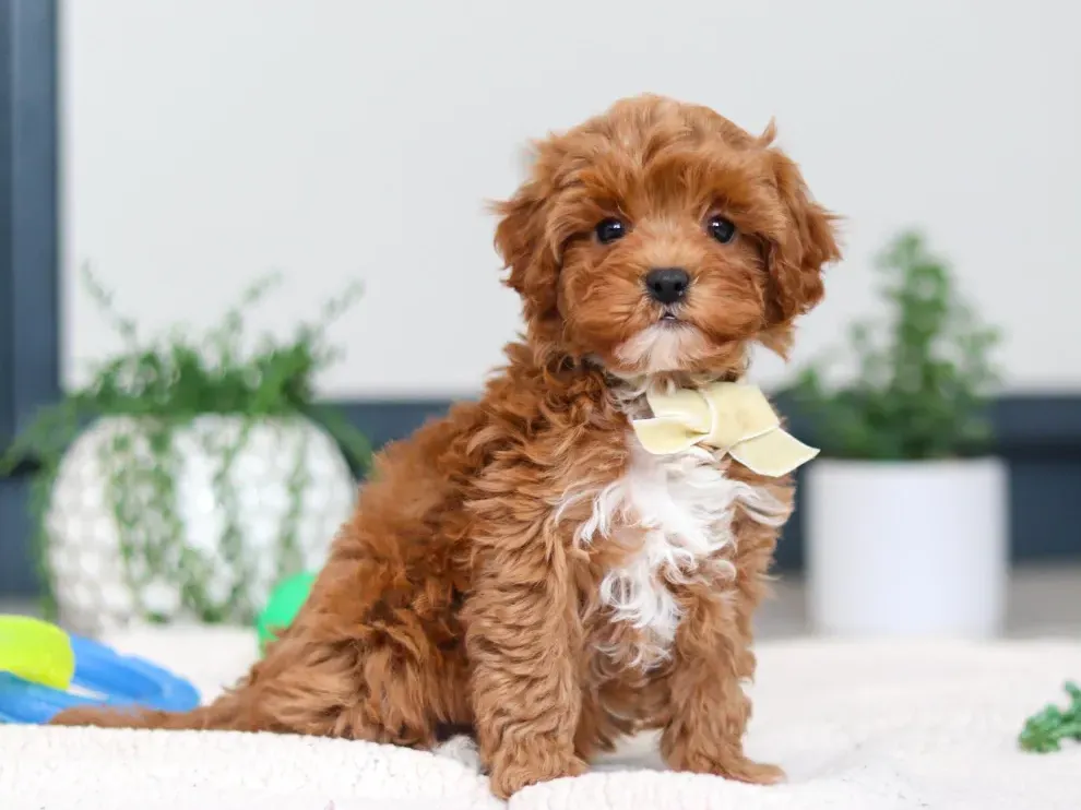 Meet Alfie