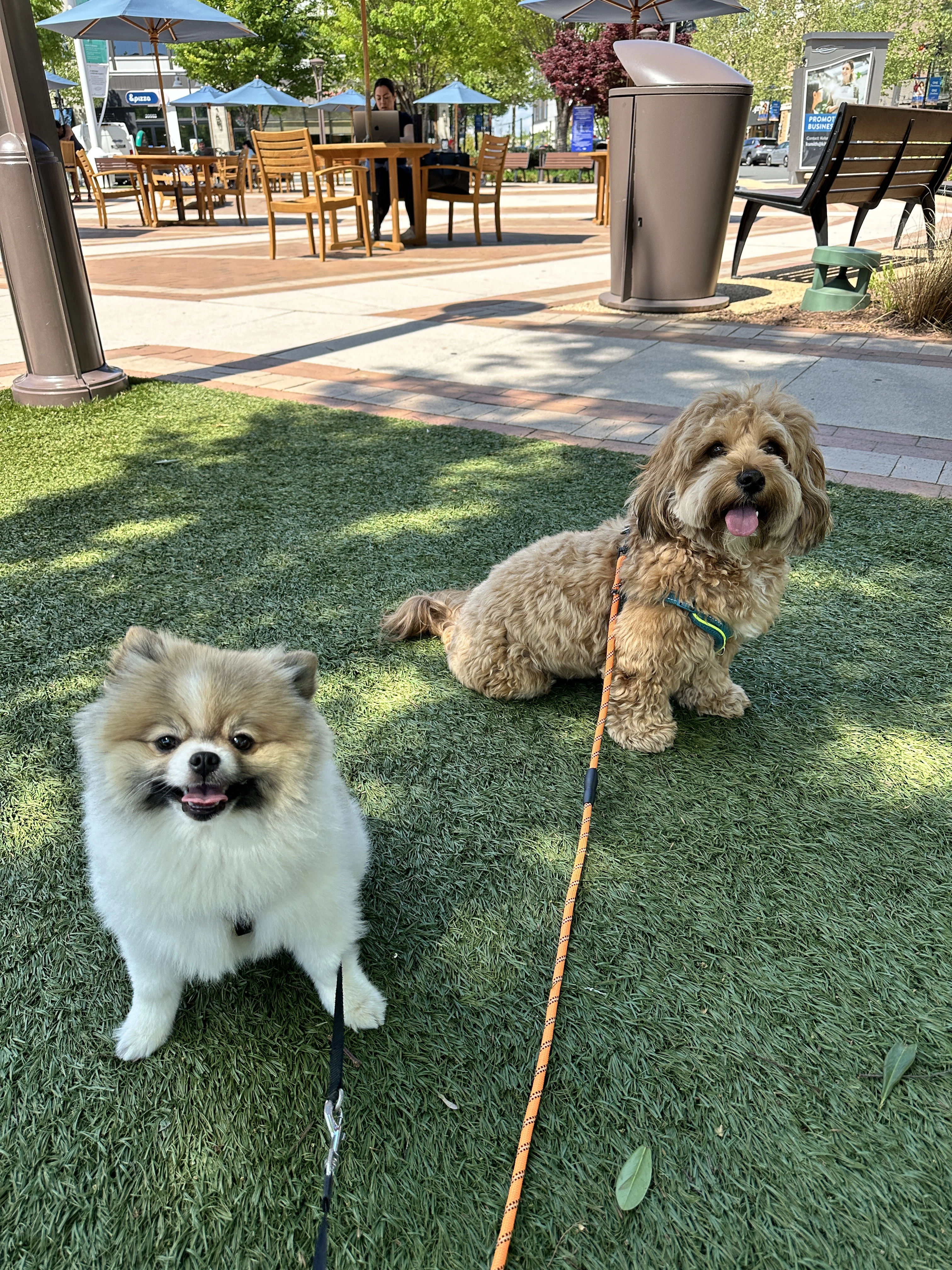 Pet Ownership Tips