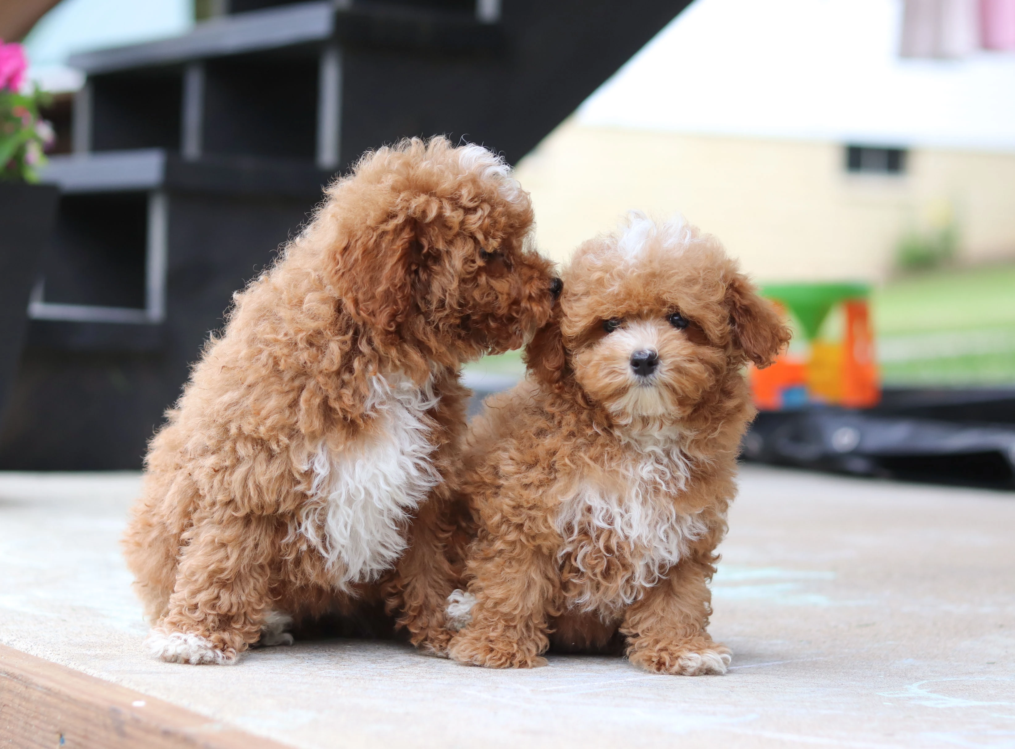 Choosing the Right Pet