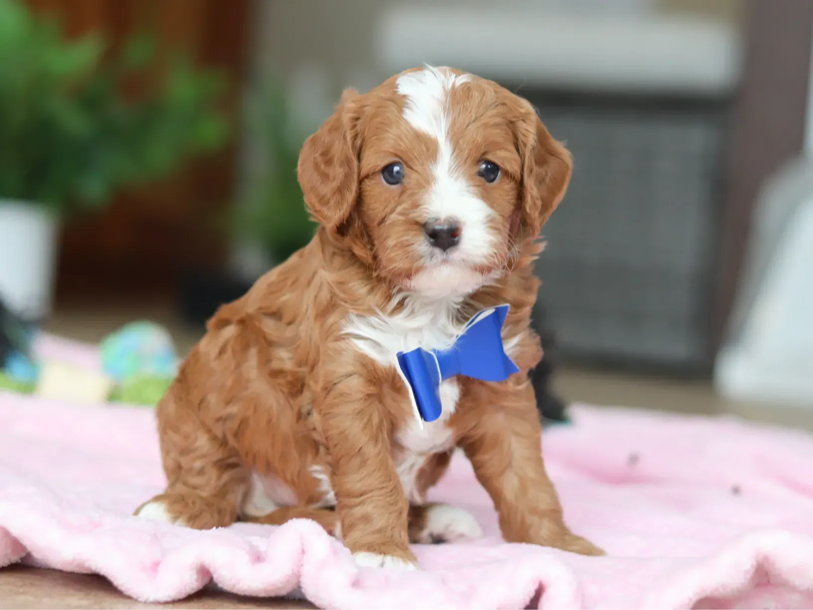 Meet Travis