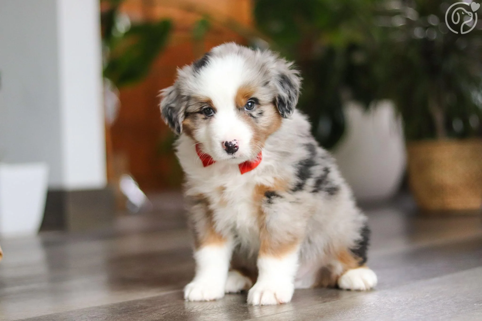 Miniature Australian Shepherd photo 2