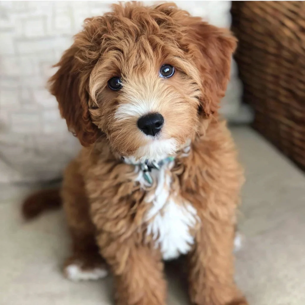 Miniature Aussiedoodle photo 2