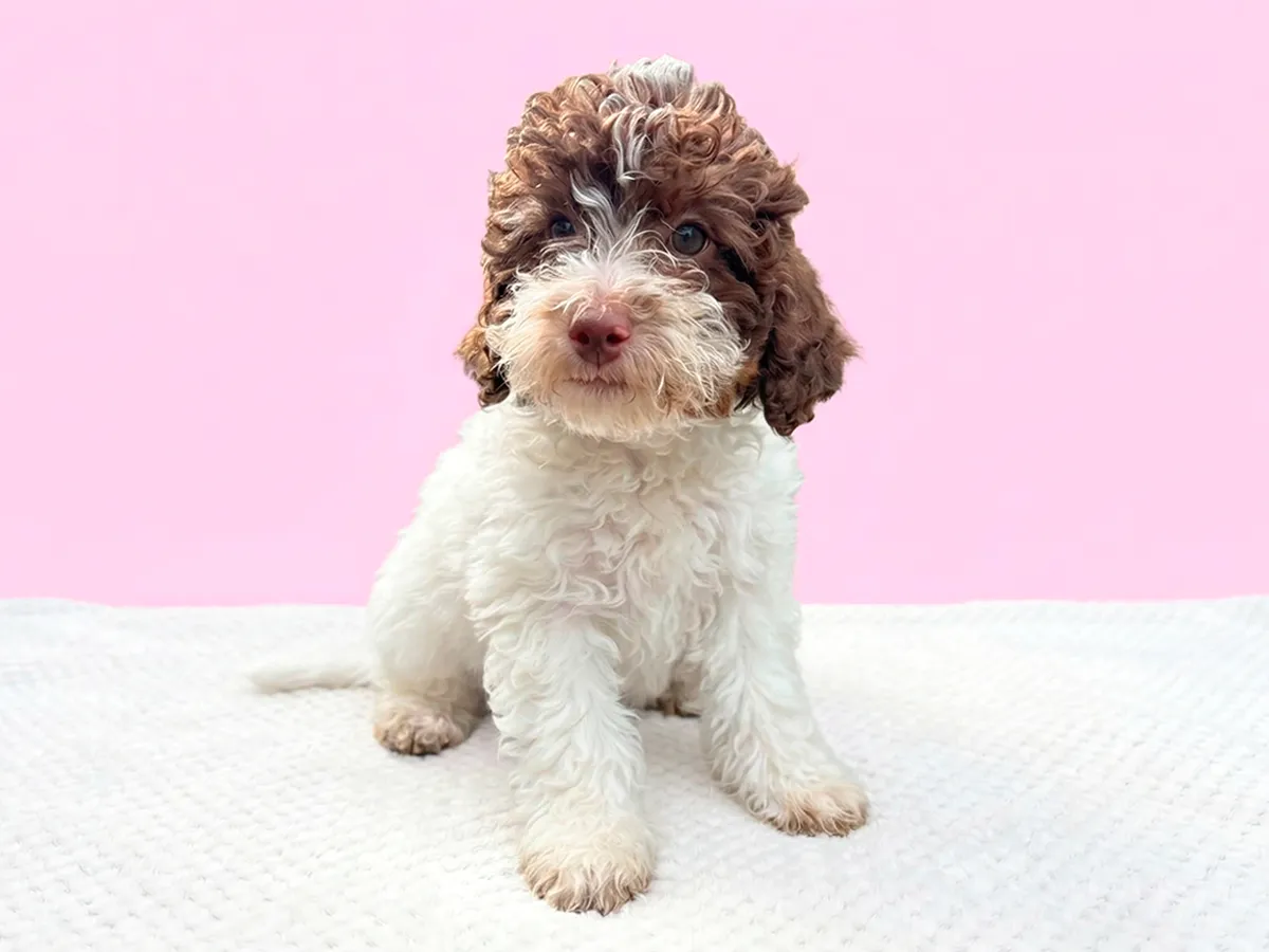 Meet Tiny