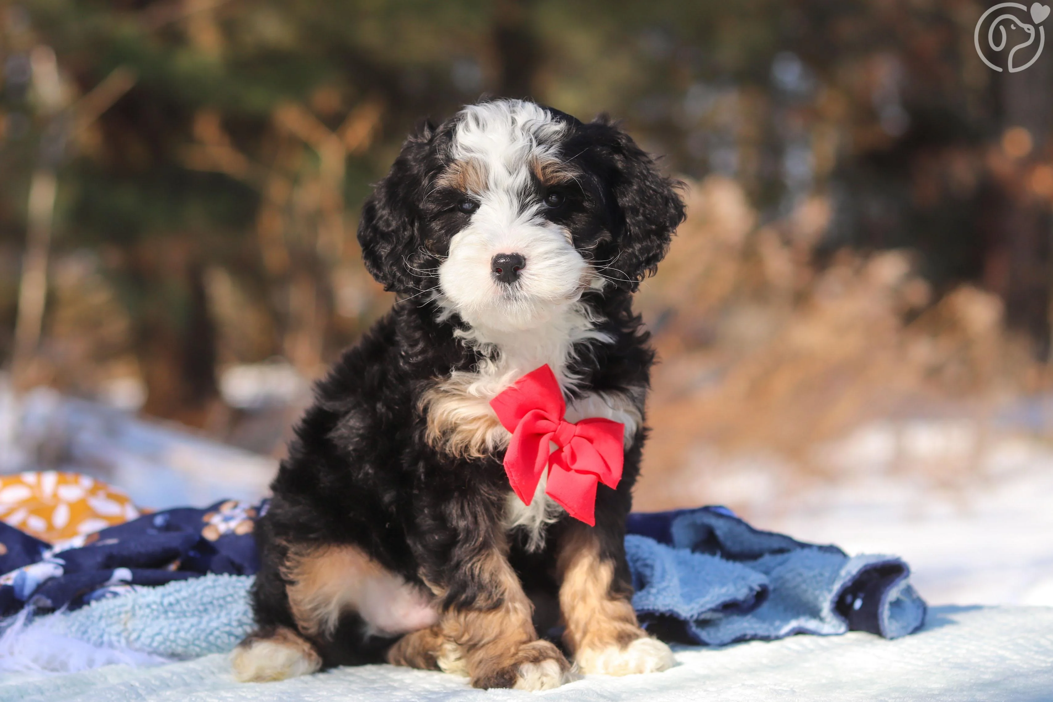 Miniature Bernedoodle photo 1